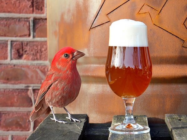 Amber Ale